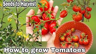 Easiest way to grow Tomatoes at home in garden/Containers