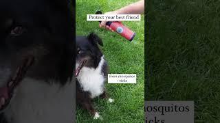 Natural Bug Spray For Dogs From Nantucket Spider