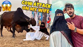 COW ATTACK ON MY WIFE  | COW MANDI VLOG  | MISHKAT KHAN