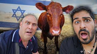 I met the Red Heifer of the Third Temple!  Jewish Sacrifice Coming?!?