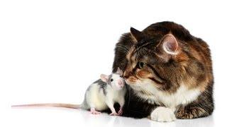 How Rats Mark Their Territory | Pet Rats