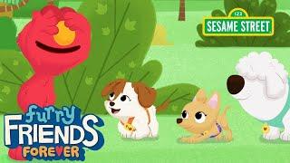 Sesame Street: Play Hide and Seek! | Elmo & Puppy Furry Friends Forever