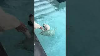 English Cream Golden Retrievers Love Swimming