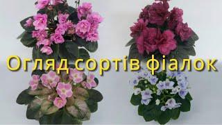 Огляд сортів фіалок