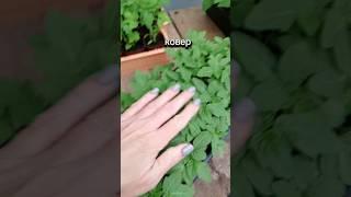 САЖАЮ ТОМАТЫ В МЕШКАХ Рассада расиет ковром