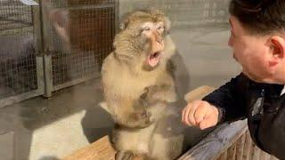 Monkeys Reacting to Magic For The First Time! Funniest Animals and Pets