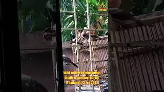 Updates from my Thai home - Wild Yellow Vented Bulbul family is doing well! 23022022