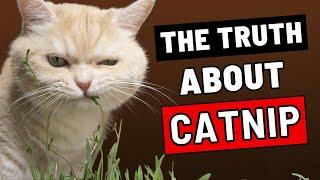 What Catnip Really Does to Your Cat