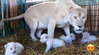 Lion give birth to cubs | heart touching moment |