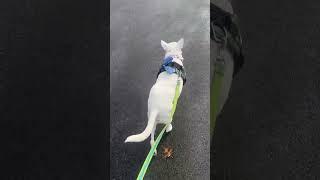 2 kinds of walks, Rocky’s walk, and other dogs' walk #dog #shorts #funny