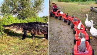 Dinosaur Alligator, Childhood Driver, Snake was stuck  Nature is Amazing