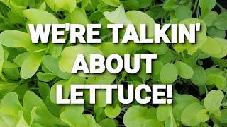 Lettuce Tips - how to sow seeds, succession planting & using as ground cover