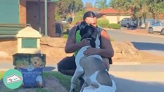 Giant Mastiff Waits For Dad To Come Home Every Day | Cuddle Buddies