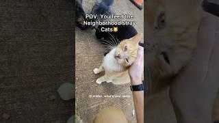 Thought this would be a good distraction because of how I’ve been feeling lately#pov #cats