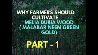 Part 1 - Melia Dubia Wood ( Malabar Neem Green Gold) Why Farmers Should Cultivate