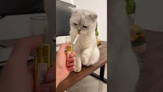 Cat Funny with Cigarette  #cat #cats