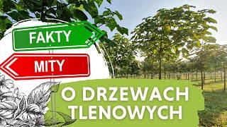 Fakty i mity o drzewach tlenowych - Eksperci odpowiadają na Wasze pytania. Dowiedz się więcej o KIRI