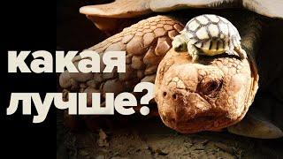 Какую сухопутную ЧЕРЕПАХУ выбрать? ТОП 3