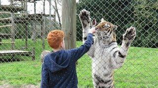 Banham Zoo - Big Cat Experience!