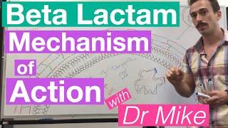 β-lactam | Mechanism of Action and Resistance