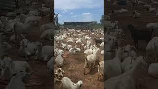 goats farming...the hardest step is to start,start with what u can