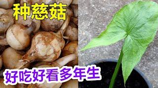 长在泥里的美食, 种茨菇/燕尾草 How to grow arrowhead?