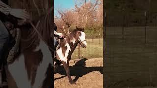 Working on a #turnontheforehand  #forehand #hindquarters #turns #horse #beginner #ridinglessons