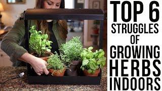 Top 6 Struggles of Growing Herbs Indoors (w/ solutions)!!! // Garden Answer