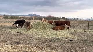 Cows enjoying their hay