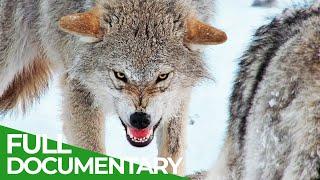 Europe's Great Wilderness | Episode 1: Life Below Zero | Free Documentary Nature