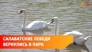 Лебеди Гоша и Глаша вернулись на пруд салаватского парка