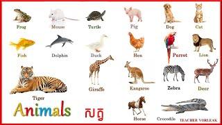 Learn English Khmer Animals | រៀនភាសាអង់គ្លេស​អំពី​ ឈ្មោះសត្