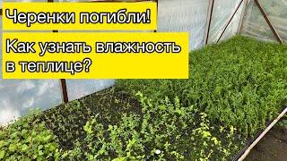 Черенки погибли | Как узнать влажность в теплице? | Садовые дела