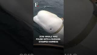 “Russian Spy” Whale Found Dead In Norway | Subscribe to Firstpost