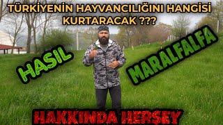 TÜRKİYE HAYVANCILIĞINI HASIL MI | MARALFALFA MI KURTARACAK ?