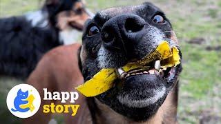 Why This Dog's Teeth Chatter! Zilla the Super Retriever's Incredible Story | HAPP