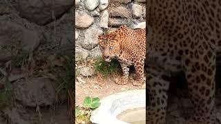 NAINITAL ZOO leopard white Eyes  || leopard Attack in zoo || Nainital Zoo #zoo #Nainital