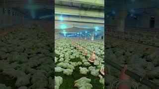 Pakistan poultry Association # Punjab poultry # Sindh poultry farm | Meer Muhammad Kalyar
