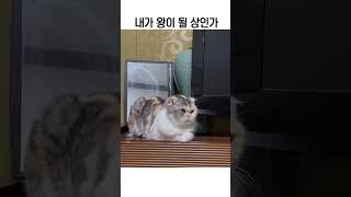 뚱냥이지 #재미있는개 #cats #cat #재미있는 #catshorts #강아지 #반려동물 #유머 #재밌는동영상 #동물