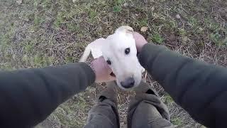 Gundog Training from pup to fully trained gundog