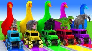 5 Giant Duck Cartoon,Cow,Elephant,Tiger,Lion,Dinosaur,Paint Wild Animals Crossing Fountain Animation