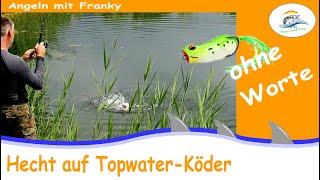 Topwater Köder auf Hecht