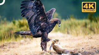 Rabbit Brutally Attacked By A Wedge Tailed Eagle! | 4K Animal Documentary