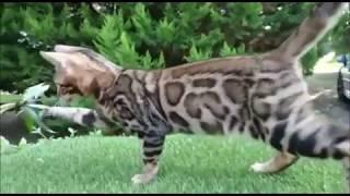 Gato bengalí macho (Bengalito 2) de Ferrari y Exótica - Gatos bengalíes Ramazan