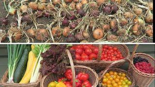 Lifting Onions, Harvesting Summer Crops,