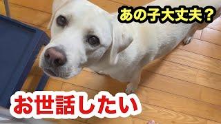 もう１匹の赤ちゃん子猫もお世話したい犬／母代わりを買って出る犬ベルさん