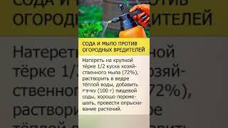 Сода и мыло против огородных вредителей