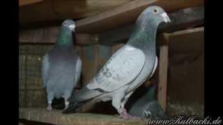 KULBACKI ZUCHTTAUBEN SUPER CHAMPIONS OF GERMANY PHOTOALBUM GOLEBIE PALOMA PIGEONS