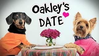 Ep#9: OAKLEY HAS A  DATE! - (Cute & Funny Dachshund Dogs Dating)