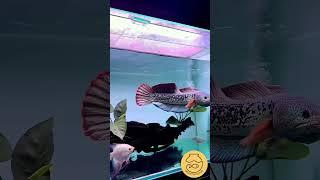 چانا باراکا            #آکواریوم #aquarium